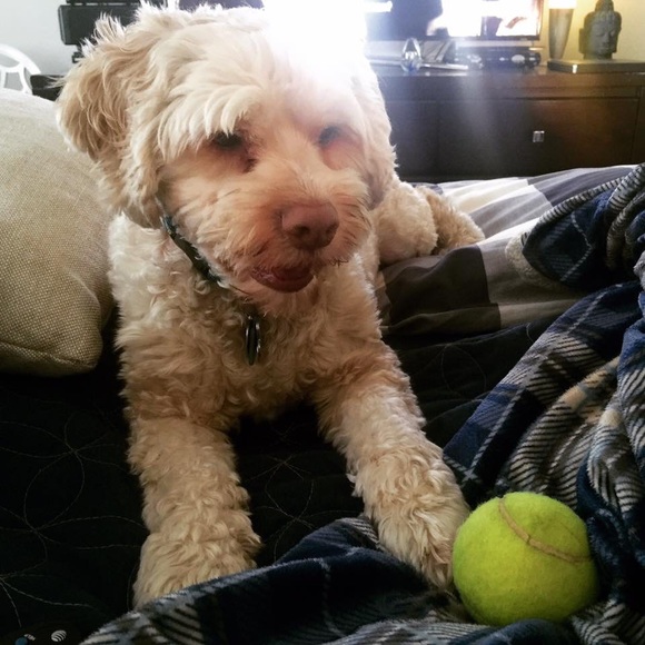 🐻 Bears Gear 4 $ale 🩲 - Picture 15 of 15